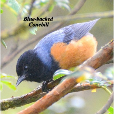 Blue-backed Conebill